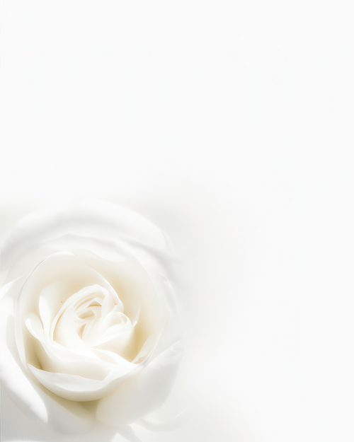 WeisseRose
